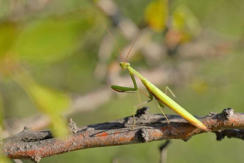 European mantis