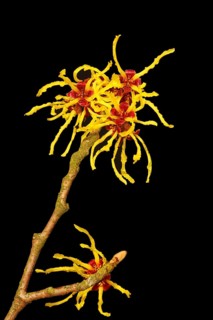 Flowering witch hazel