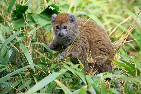 Lac Alaotra bamboo lemur