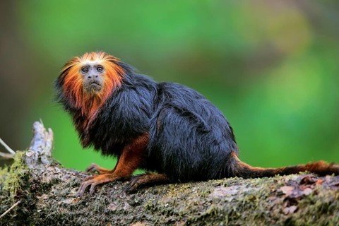 Golden-headed lion tamarin