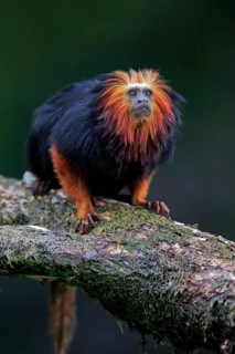 Golden-headed lion tamarin