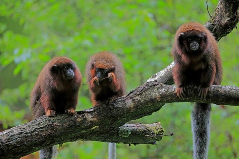 Red spring monkey