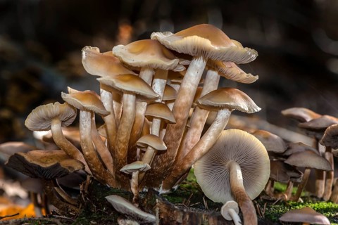 Conifer tuft