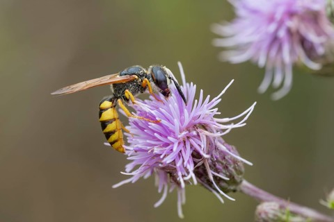 European beewolf