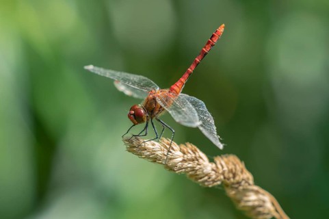 Ruddy Darter