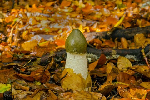 Common Common stinkhorn