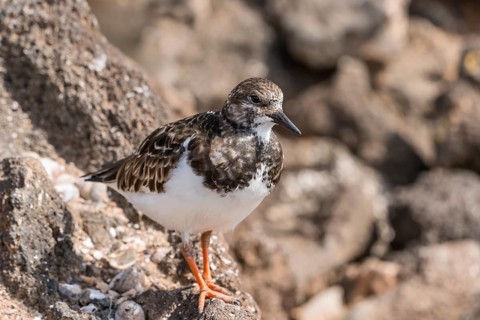 Ruddy turnstone