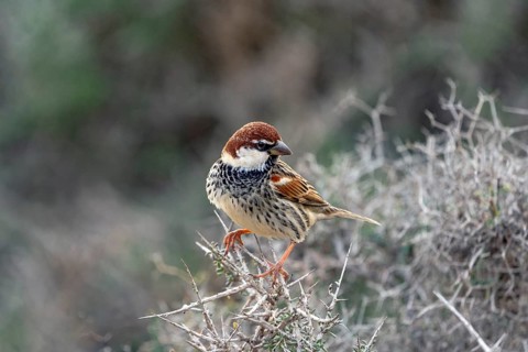 Spanish Sparrow
