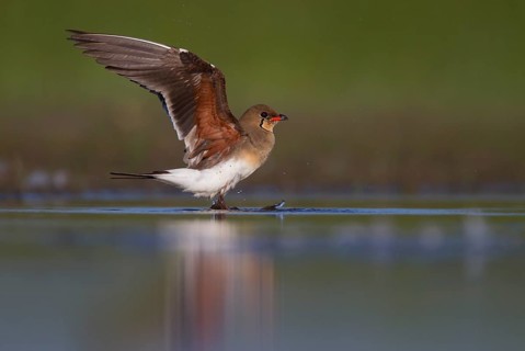 Collared pratincole