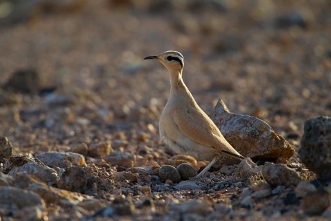 Racing bird