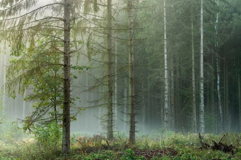 Spruce forest with fog in the early morning