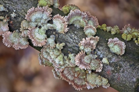 Radiating phlebia