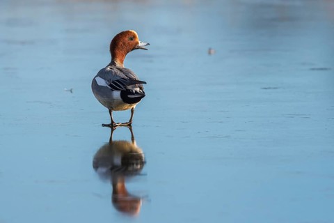 Eurasian Wigeon