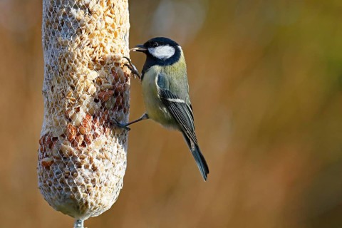 Great tit