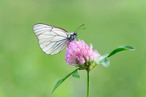 Black-veined white