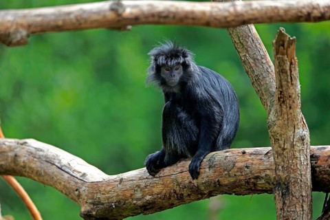 Javan lutung