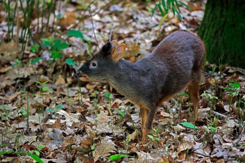 Southern pudu