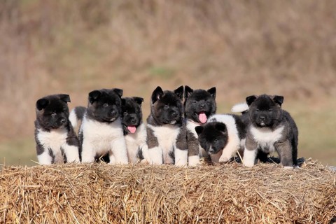 American Akita puppies