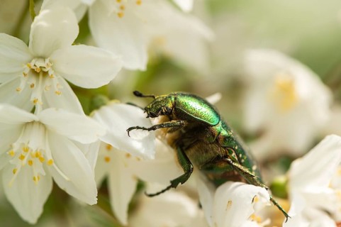 Rose chafers