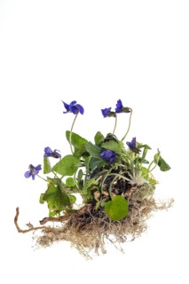 Wood violet