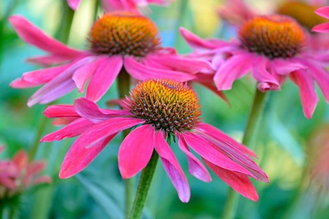 Purple Cone flower