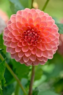 Decorative dahlia