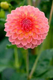 Decorative Dahlia