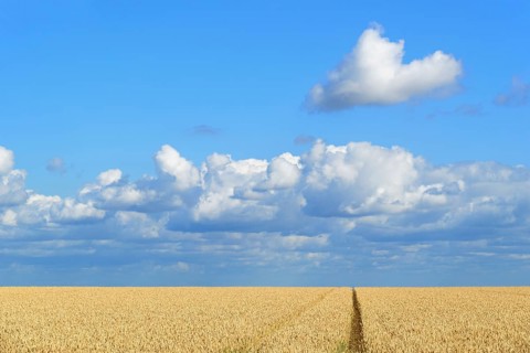 Wheat field