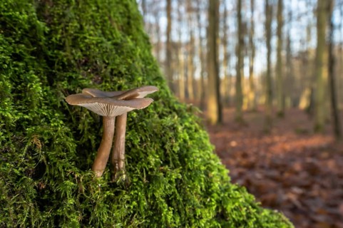Goblet funnel cap