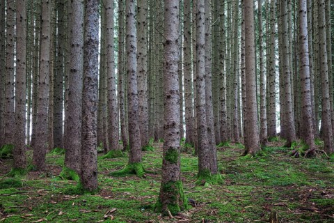 Monoculture