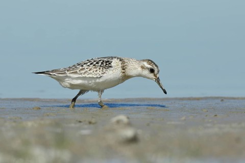 Sanderling