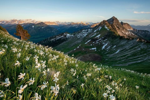 Meadow with white daffodils