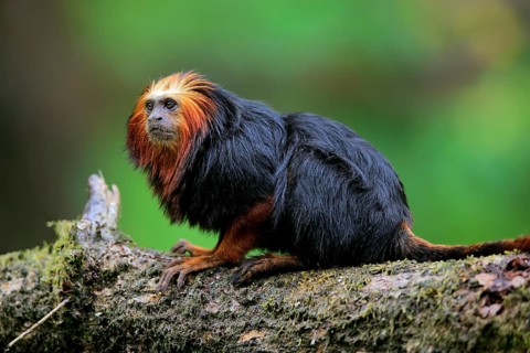 Golden-headed lion tamarin