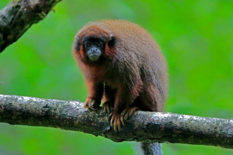 Red spring monkey