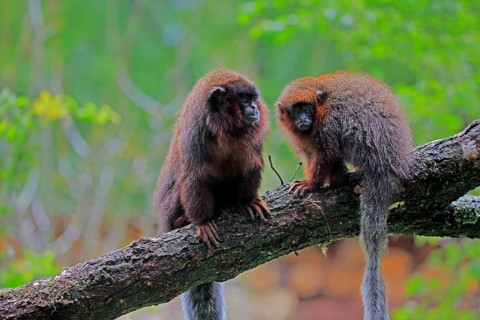 Red spring monkey