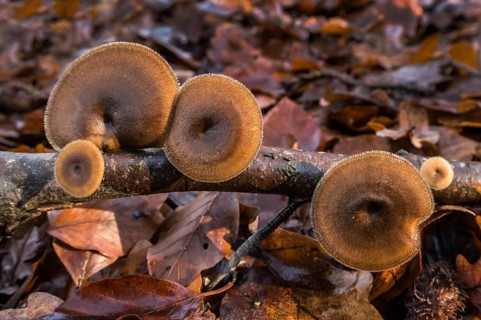 Polyporus brumalis
