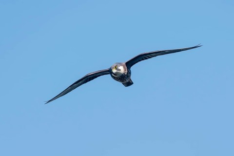 Eleonora's falcon