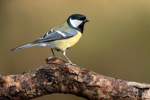 Great tit