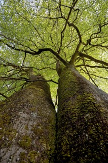 Common beeches