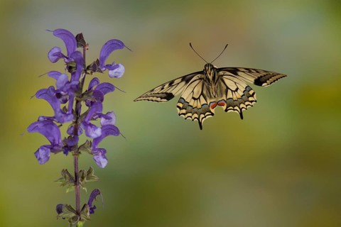 Swallowtail
