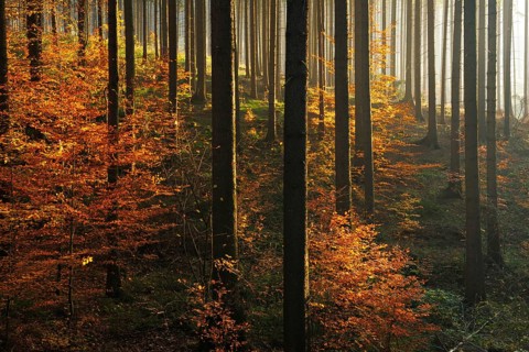 Sunny spruce forest with beginning regeneration by beech in autumn