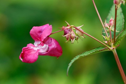 Himalayan balsam