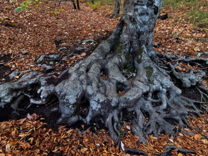Mighty rootstock