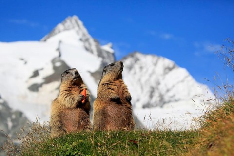 Alpine Marmot