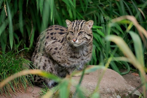 Fishing cat