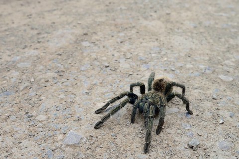 Tarantula