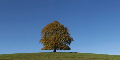 Common beech