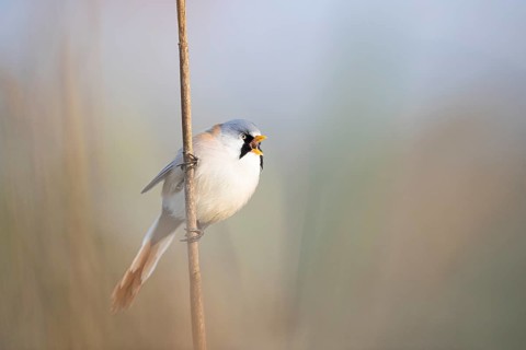 Bearded reedling