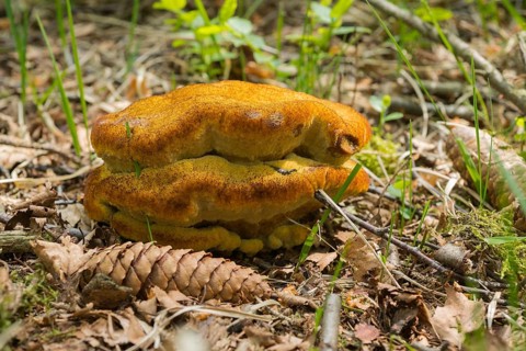 Velvet-top fungus