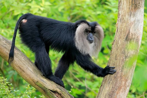 Lion-tailed macaque